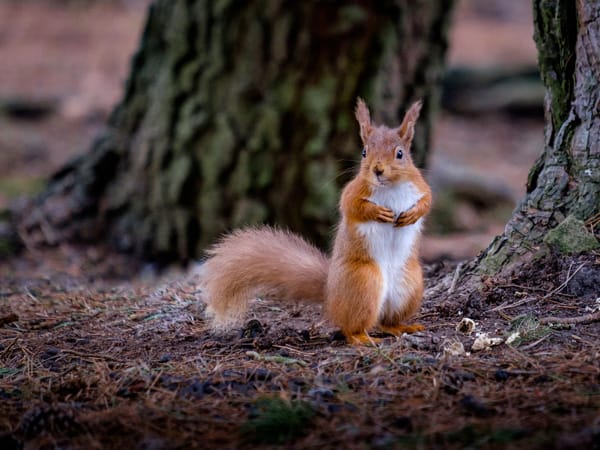 Red Squirrel 2.jpg